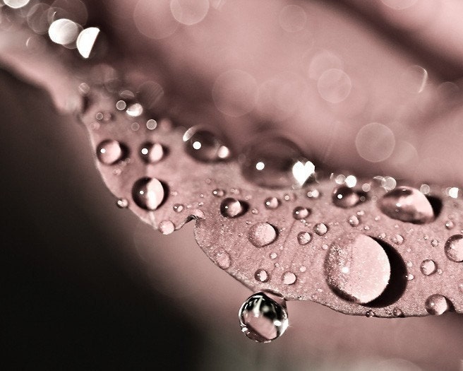 Valentines Day Photography heart romantic mauve light pink love decor for her women water drops rain flower rose photograph - Fine Art Prin