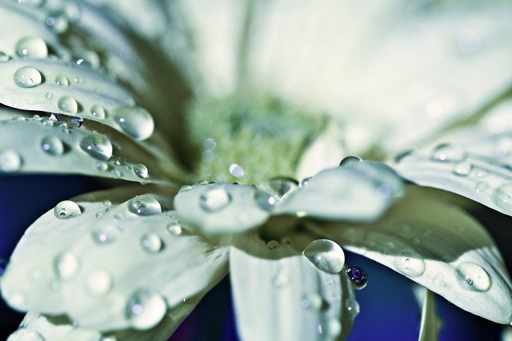 White flower romantic women cream ice green blue light rain water drops faded pale gerbera daisy photograph - Fine Art Photography Print
