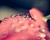 Romantic photo women spring water drops rain flower light pink romantic soft sparkles sparkly photograph - Fine Art Photography Print