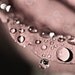 Valentines Day Photography heart romantic mauve light pink love decor for her women water drops rain flower rose photograph - Fine Art Prin