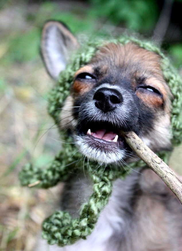 Dog Hat - Pixie Hat - Dog Costume - Green Hat