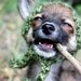 Dog Hat - Pixie Hat - Dog Costume - Green Hat