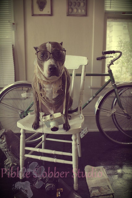 Self Portrait as a Dog 5x7 pit bull photograph