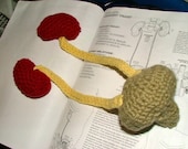Pattern, Kidneys Crochet Plush with Ureters and Bladder