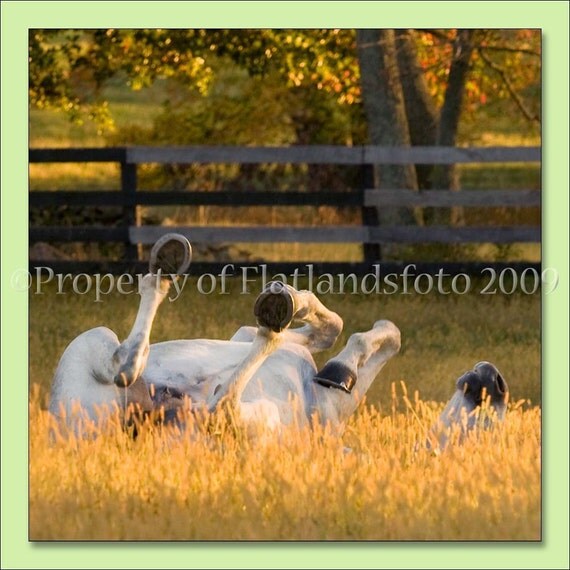 Roll in the Hay - 11x14 Decorative Print mounted on masonite