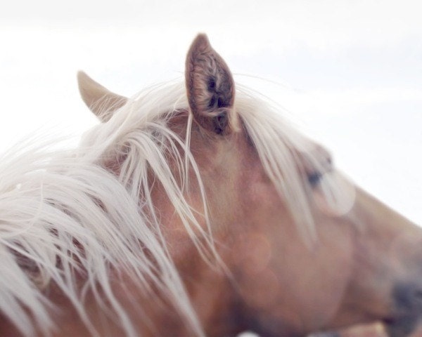 Horse photo, Pale horse, mane, pastel blue, sky, bokeh, nature, equestrian, western, english, fine art photograph 8"x10"