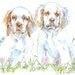CLUMBER SPANIEL Original Watercolor on Ink Print Matted 11x14 Ready to Frame