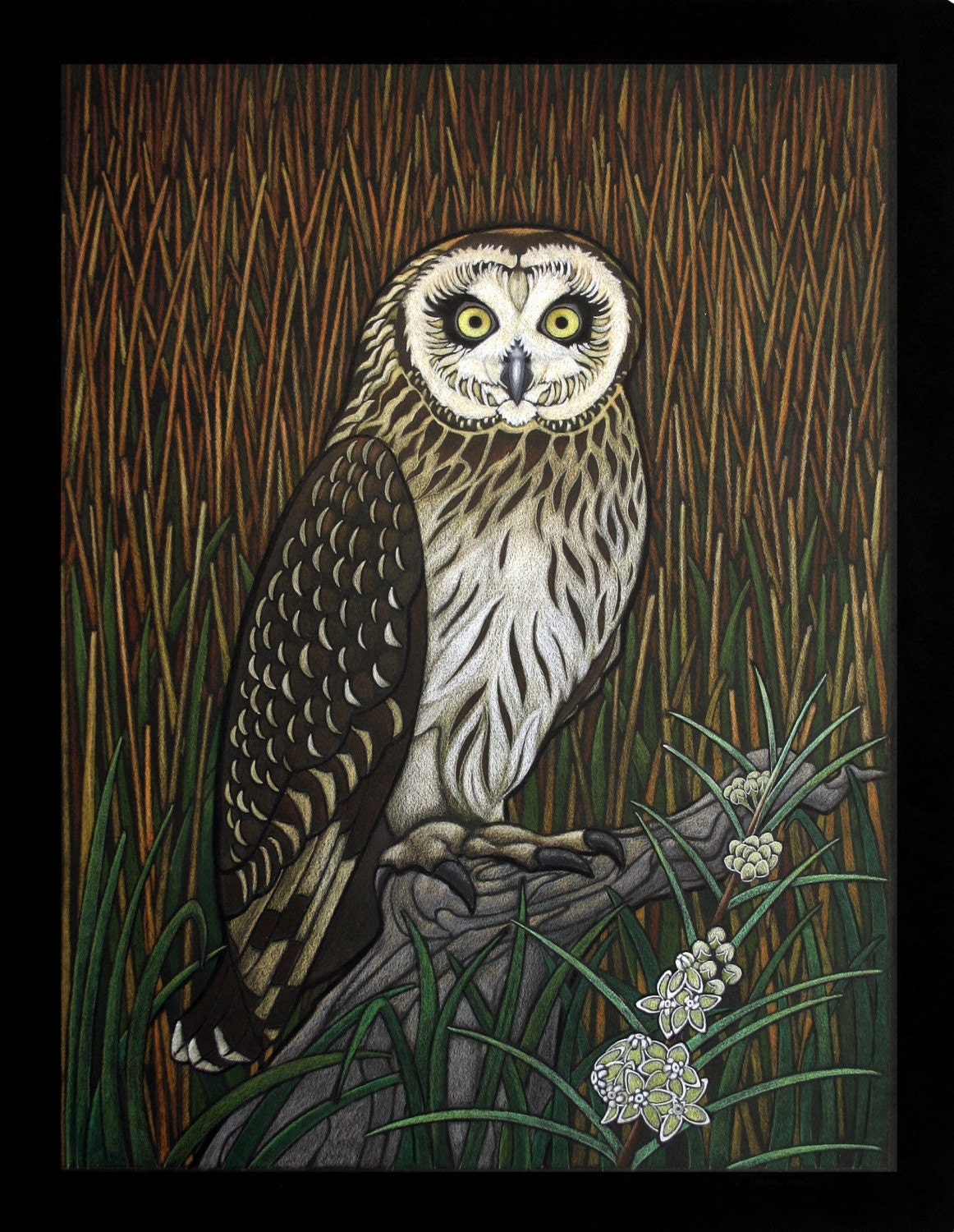 MN Series:  Short Eared Owl (Special Concern), Narrow Leaved Milkweed (Endangered)