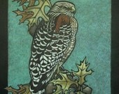 Red Shouldered Hawk (special concern) Pin Oak