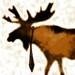 wildernessties avatar