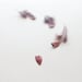 Light Hearted 8x8 signed fine art photo celebrating Valentine love evolution change and growth with a feminine rosy feathered optimism