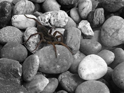 Creepy Crawly 8x10 Spider Photo