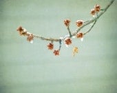 Awakening - Fine Art Nature Photograph - Blooming Branch