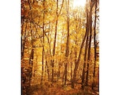 Wooded Forest Landscape Nature Photograph - Autumn Trees