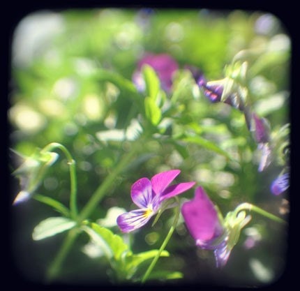 Curious - 8x8 TTV Fine Art Photograph - Tiny Purple Flowers in Spring