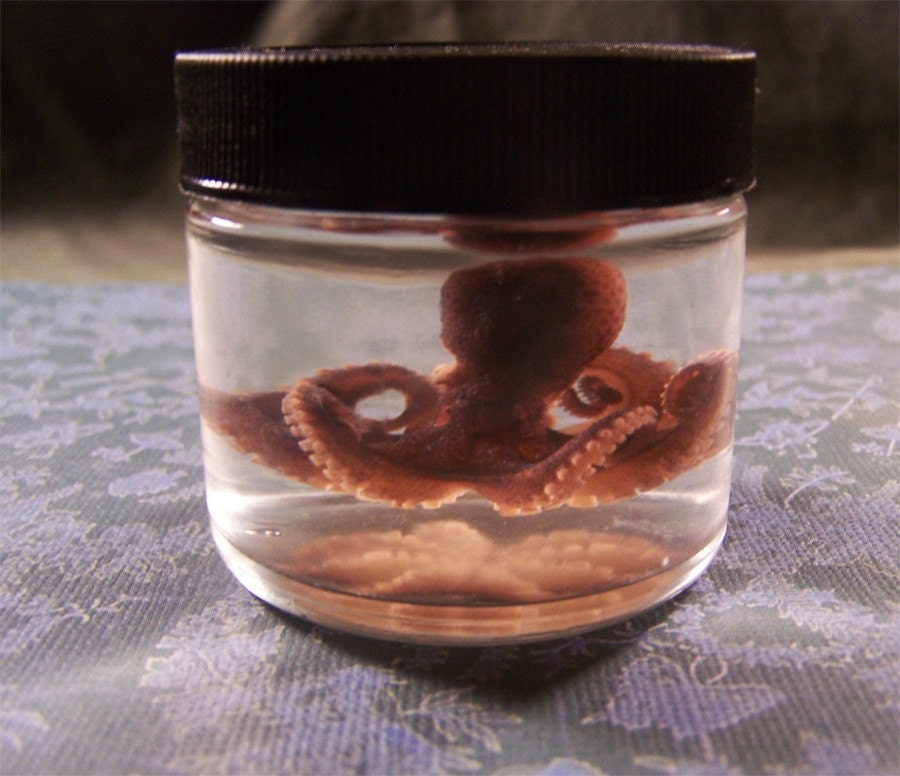 Octopus In Jar