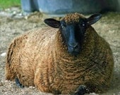 Raw unwashed wool
