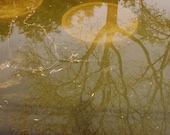Still Water - Modern Nature Fine Art Photography Print Gold Green Tree Lake Sky Leaves Gift for Him For Her for Friend