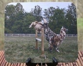 Jump For Joy, Llama Photo Mouse Pad