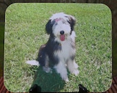 Amazing Mayzie, Beardie Pup Photo Mouse Pad