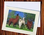No Butts About It, Llama Photo Greeting Card, Blank