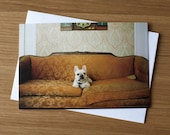 Angus - French Bulldog, Single Dog Portrait Notecard