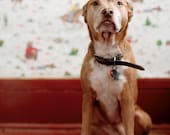 Zoey - Pitbull Mix, 8 x 10 Archival Pigment Print