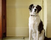 Lucy - Black and White Mutt, 8 x 10 Archival Pigment Print
