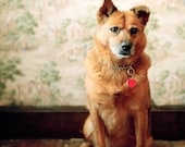 Bambi - Mutt, 11 x 14 Archival Pigment Print