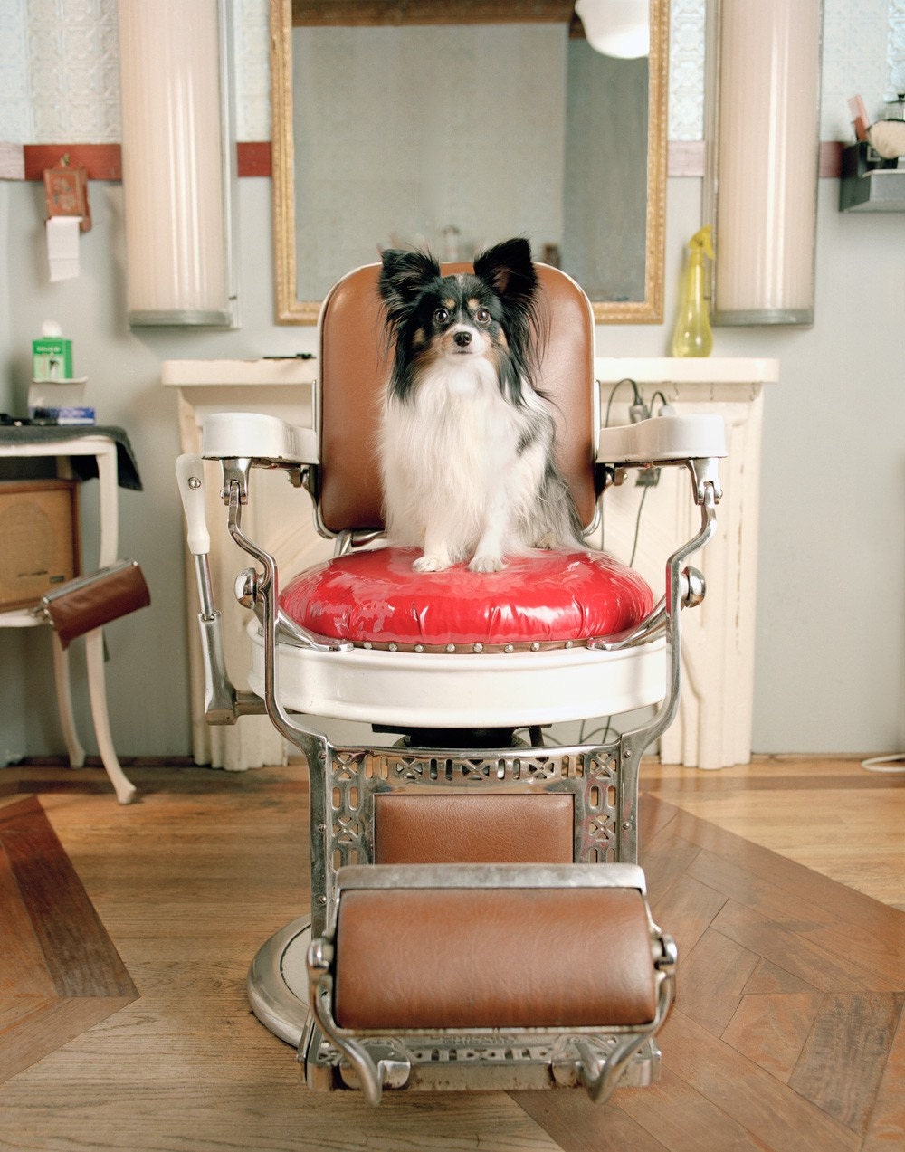 Phoebe at Barbershop - Papillon, 11 x 14 Archival Pigment Print