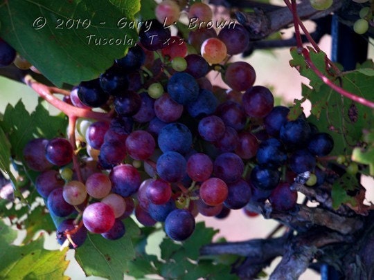 Vineyard - Grapes No. 3 - Fine Art Print 5 x 7