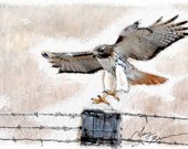 Red-Tail Hawk - ACEO