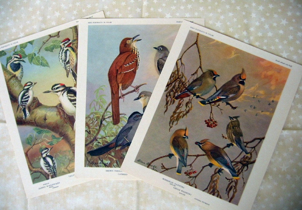 Vintage Bird Prints 3 Pieces