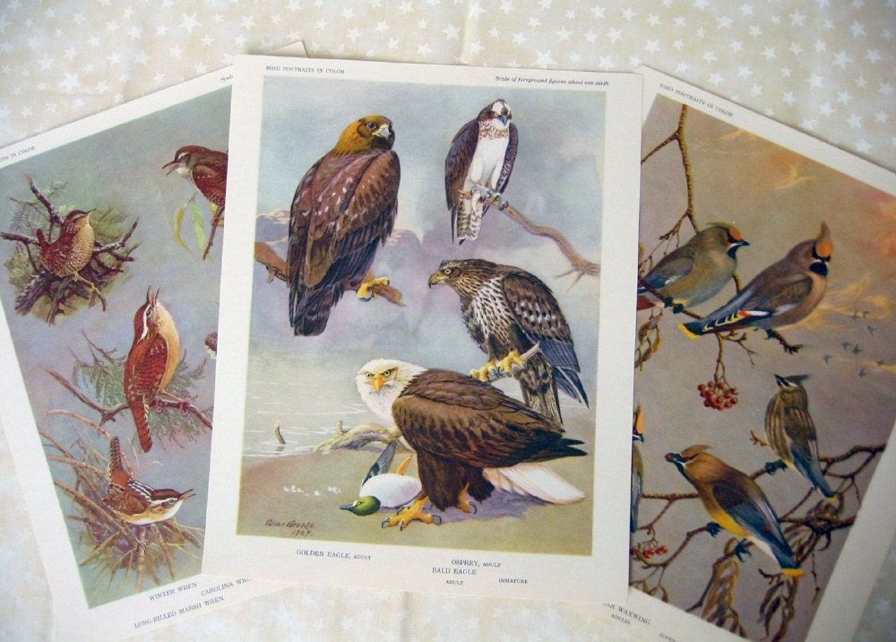 Vintage Bird Prints 3 Pieces