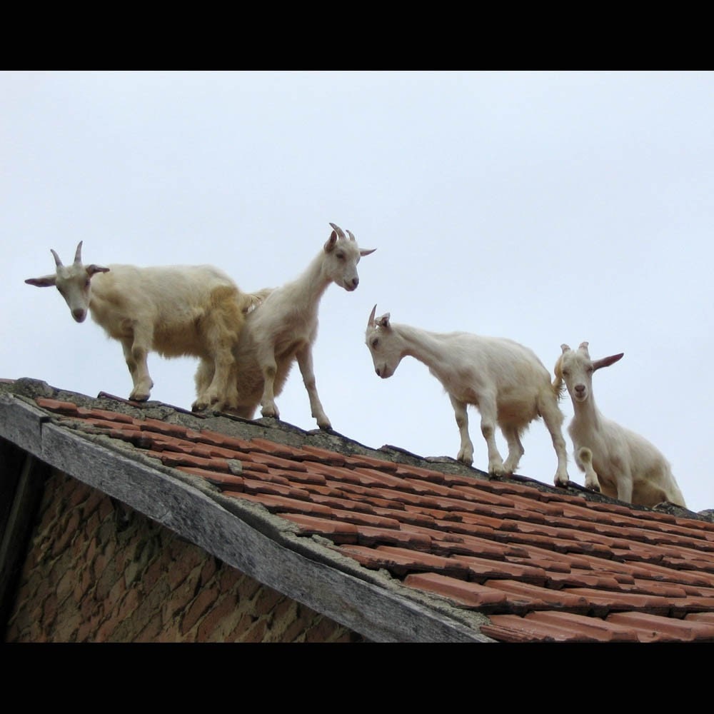 Nature photography Funny goats