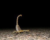 I am ready, are you...  Wildlife photography Desert Scorpion