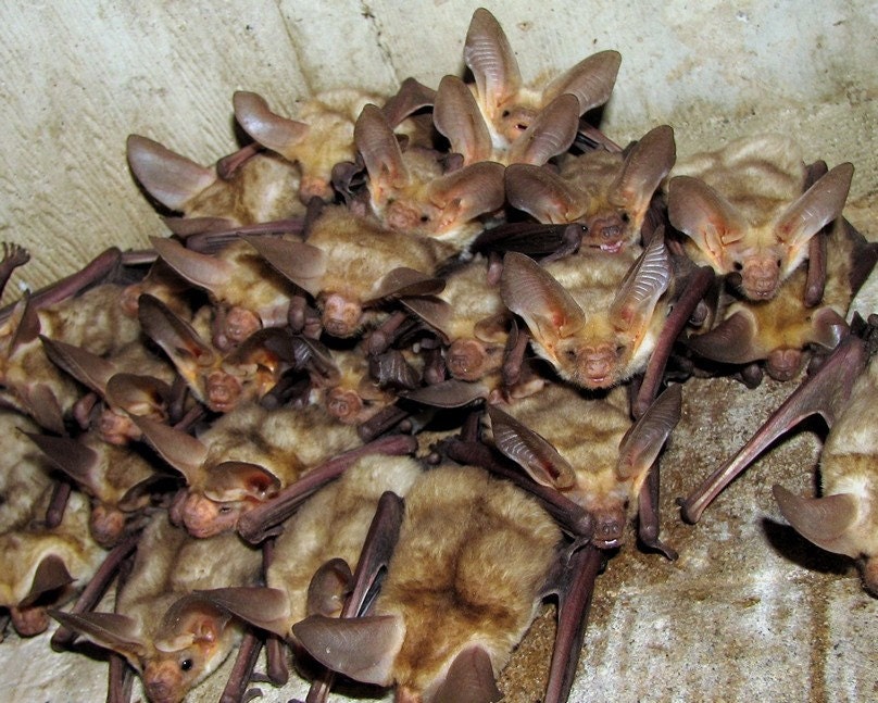 Where is Waldo... Wildlife photography The Pallid Bat Antrozous pallidus