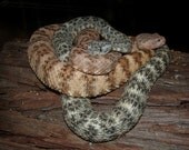 Together... Wildlife photography Speckled Rattlesnake Crotalus mitchellii
