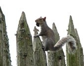 My precious... Wildlife photography Sciurus carolinensis