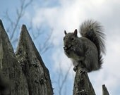 Squirrel nibbling a nut on the top... Wildlife photography Sciurus carolinensis
