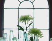 reaching for the sky... green mums in antique glass bottles with arched window flower photo