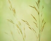 oh that golden light... sunlit grass photograph with minimal lines and clean modern style