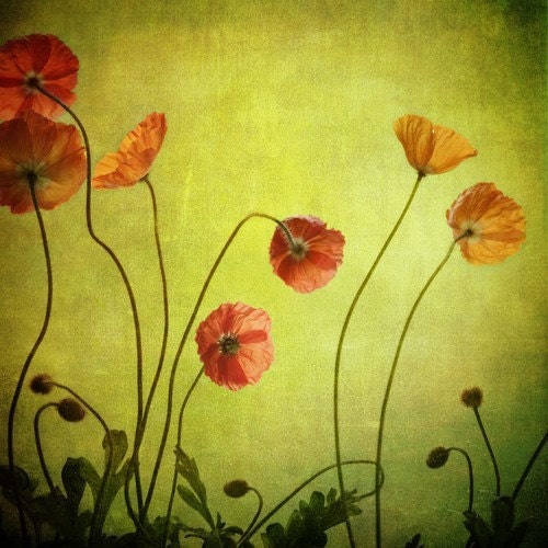 ANY 12 x 12 square print- your choice... fine art interior decor photography inspired by nature