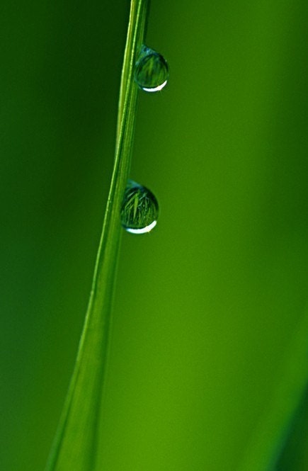 ANY 4 x 6 fine art photo - your choice... nature garden photographs from Leaping Gazelle Studios