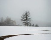 Lone tree in winter... tree in fog and white snow silhouette photo with clean lines by leapinggazelle