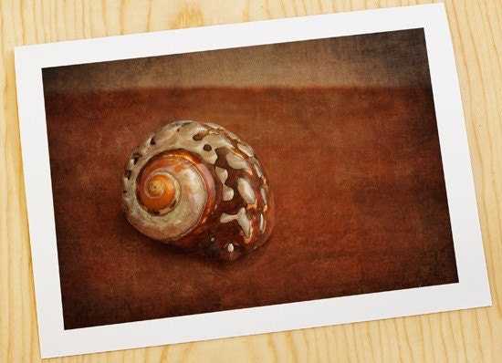 depths of the ocean... dark sea shell fine art ocean life beach photo