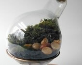 Plain 300 watt Moss Terrarium