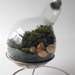 Plain 300 watt Moss Terrarium