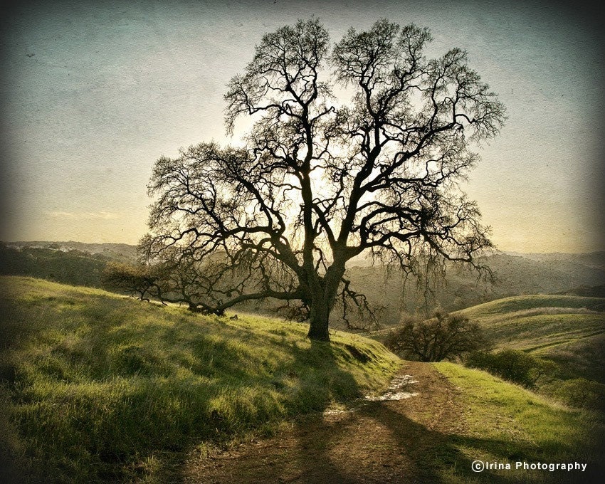 Fine art photography print Lonely tree green rustic woodland picture, rusteam, oht, tbteam
