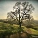 Fine art photography print Lonely tree green rustic woodland picture, rusteam, oht, tbteam
